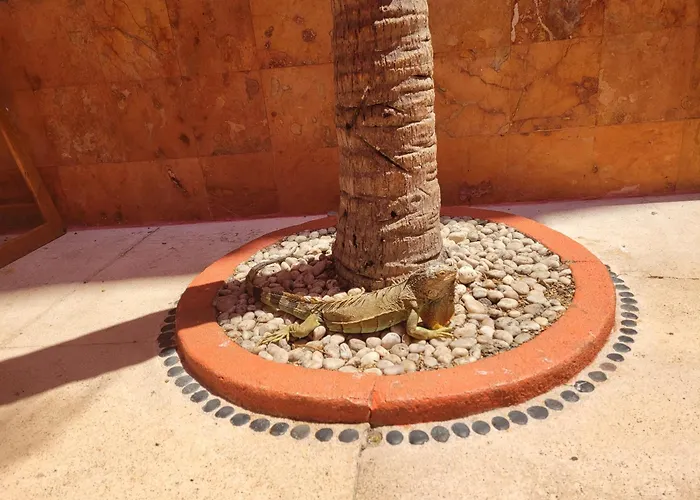 Pet friendly Casa Amarilla Villa Zihuatanejo